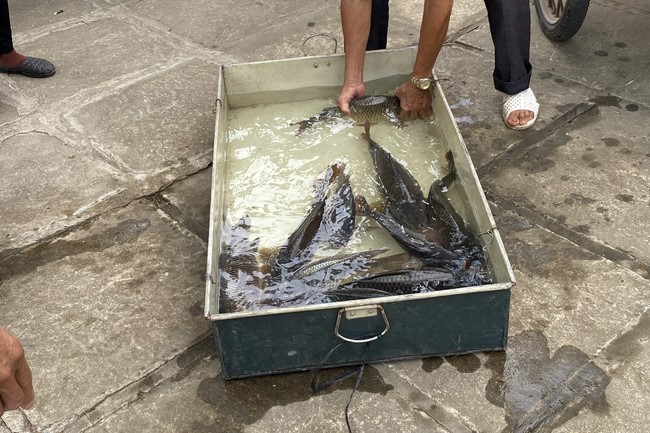 One - Day Practice at Dong Cao pagoda, Thanh Hoa