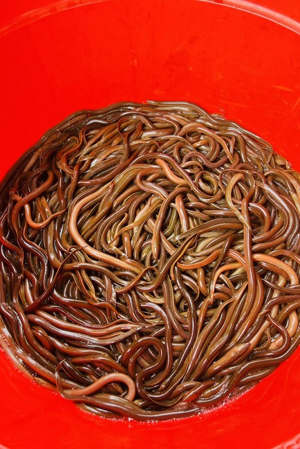 Practice and charity on the full moon day at Dong Cao Pagoda, Thanh Hoa