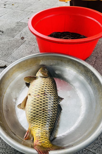 Practice and charity on the full moon day at Dong Cao Pagoda, Thanh Hoa