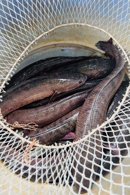 Practice and charity on the full moon day at Dong Cao Pagoda, Thanh Hoa