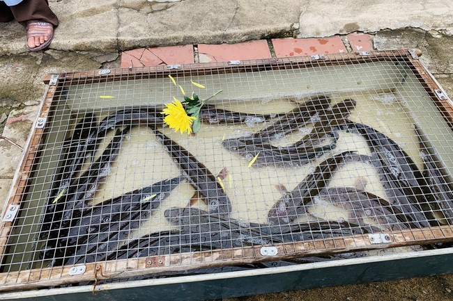One-day Practice at Dong Cao Pagoda, Thanh Hoa