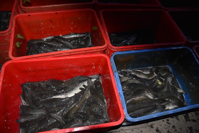 Releasing creatures in Cu Chi district of the Charity Board