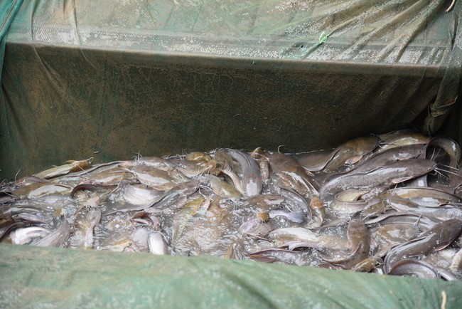 The Great Ullambana Ceremony 2023 at Minh Chat ashram, Can Tho