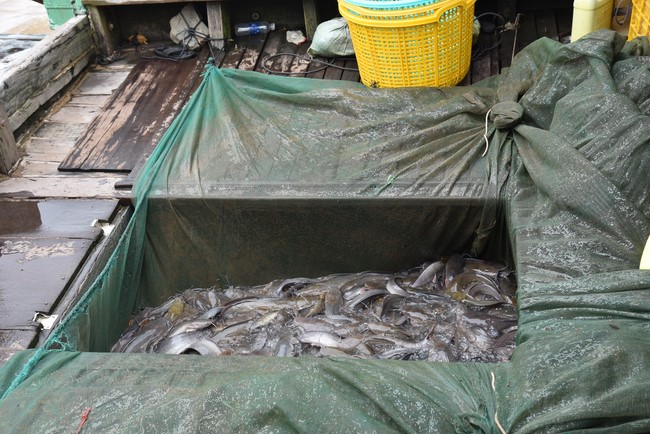 The Great Ullambana Ceremony 2023 at Minh Chat ashram, Can Tho