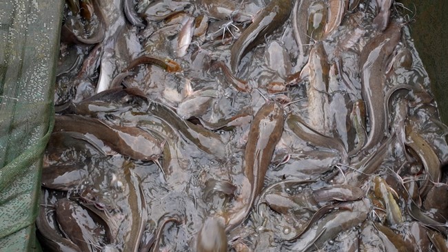 The Great Ullambana Ceremony 2023 at Minh Chat ashram, Can Tho