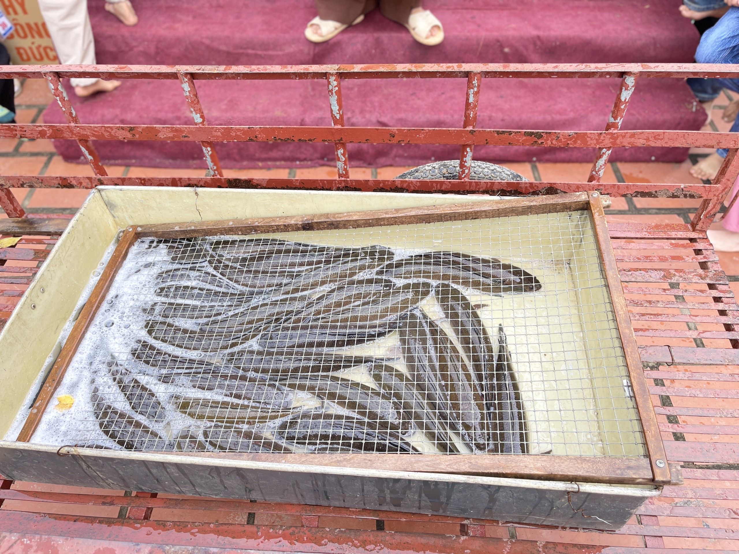 The 14th Lotus seed Sowing Retreat at Dong Cao Pagoda, Thanh Hoa