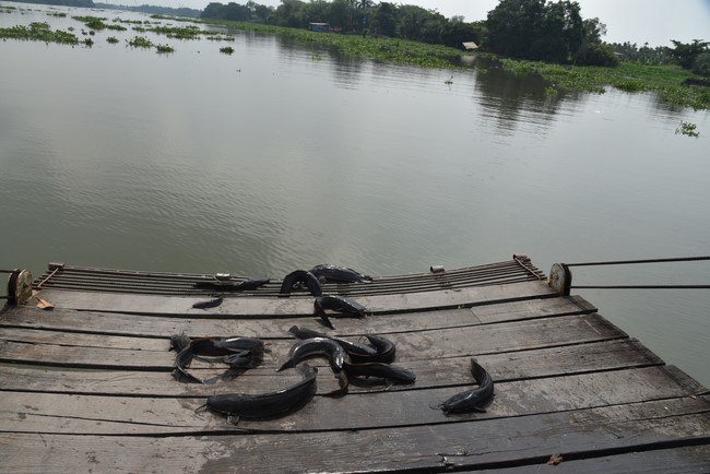 Release creatures and praying for peace to Toan Phat Logistics Co., Ltd and Trang Nguyen Co., Ltd by the Charity Board