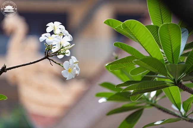 Wedding Ceremony at the pagoda