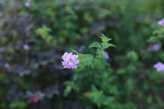 Chương Trình Giao Lưu Nhân Dân - Kết Tình Huynh Đệ Tại Khu Văn Hóa Tâm Linh Quỳnh Nhai Cam Lộ Tự - Phần 3: Tâm Linh, Gắn Kết và Tri Ân - Hành Trình Tại Quỳnh Nhai