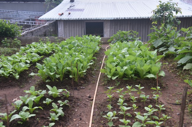 Late Great Master Death Anniversary – Hoang Phap Pagoda Founder and One-Day Practice at Dang Phap pagoda, Binh Phuoc