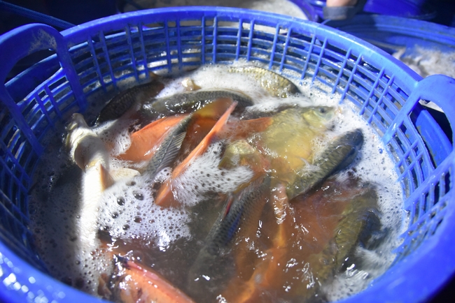 Đạo Tràng Minh Chất - Cần Thơ: Khóa tu một ngày