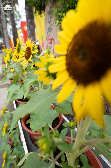 Hoàn tất mô hình đón xuân Giáp Thìn