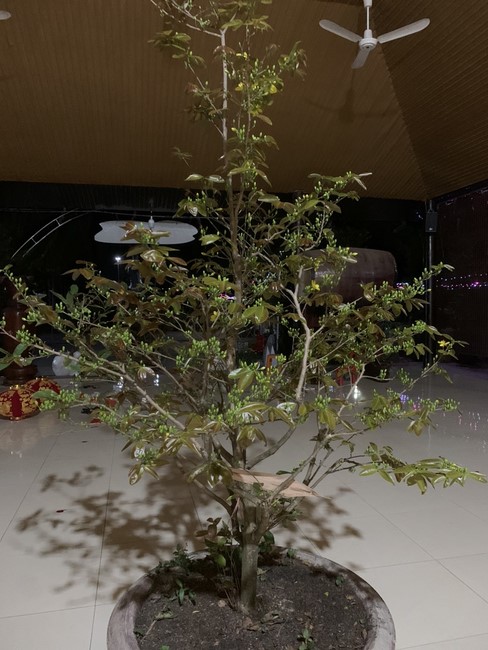 Chùa Suối Pháp - Tây Ninh: Hoàn thiện mô hình tiểu cảnh đón xuân Giáp Thìn