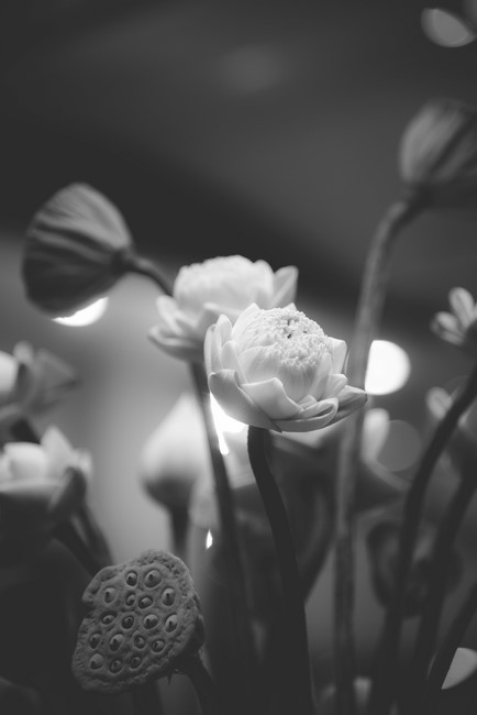 Ngày tu Sinh Viên Hướng Về Phật Pháp