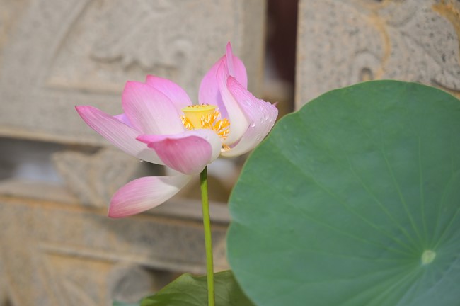 Dharma Talk Winning the Darkness Within You preaching by Junior Thích Khai Tuan - Third day in Summer Retreat 2024