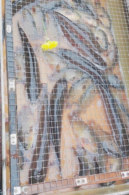 Chùa Đống Cao – Thanh Hoá: Khoá tu một ngày