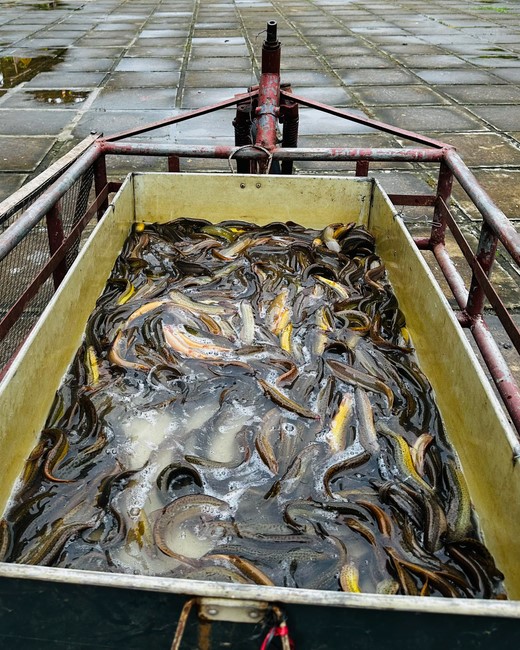 Chùa Đống Cao – Thanh Hóa: Khóa tu một ngày