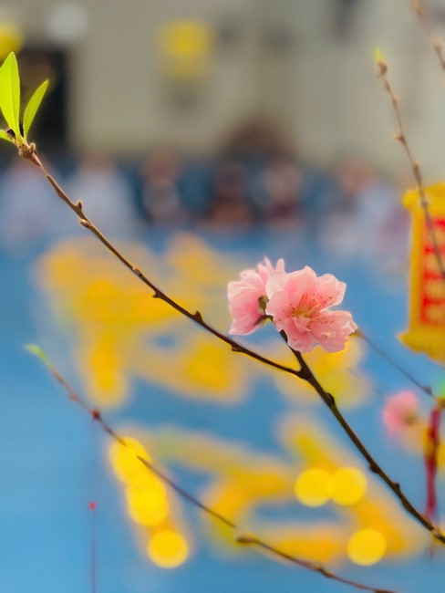 Chùa Đống Cao – Thanh Hoá: Lễ dựng nêu mừng xuân Ất Tỵ - 2025 và Lễ tri ân đệ tử lần thứ 7