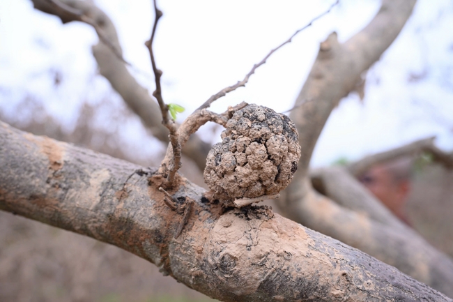 Từ Thiện: Hỗ trợ sau bão lũ tại Lạng Sơn (P4)