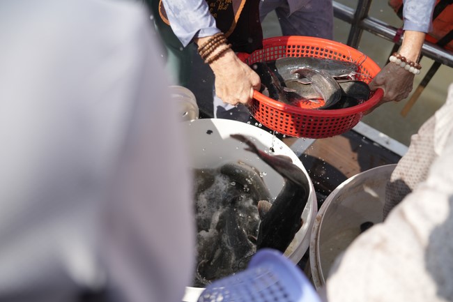 Freeing of creatures at Binh My ferry