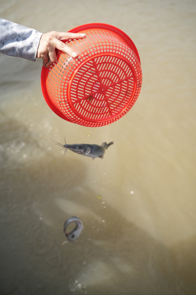 Freeing of creatures at Binh My ferry