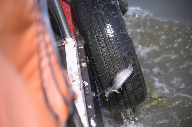 Phóng sinh tại bến phà Bình Mỹ