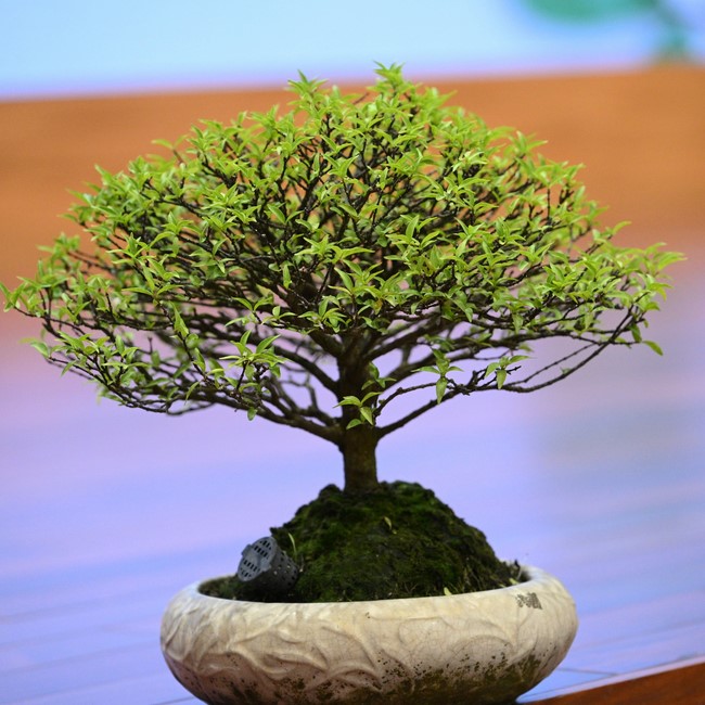 Đêm nhạc thiền “Tuổi trẻ màu lam”