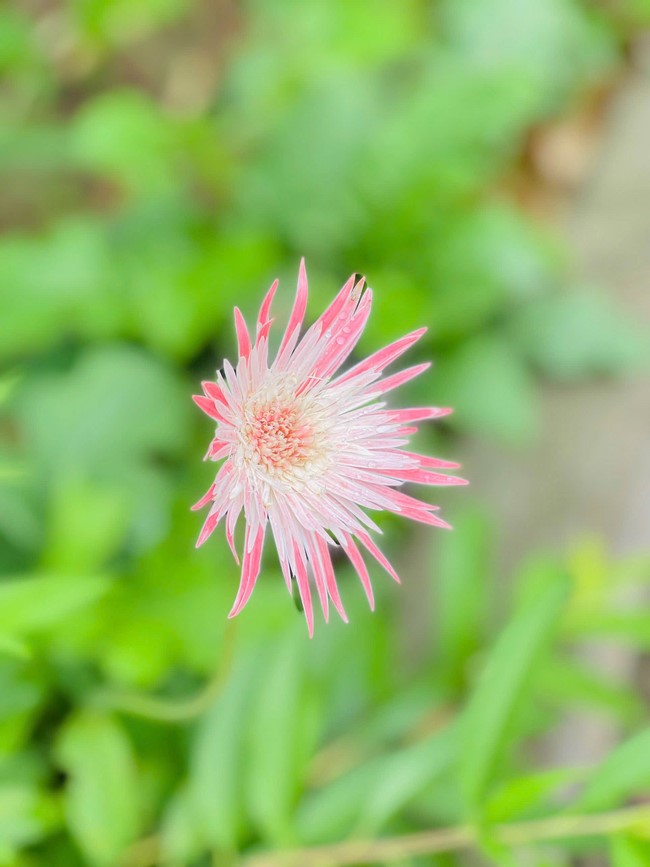 Chùa Đống Cao – Thanh Hóa: Khóa tu niệm Phật một ngày