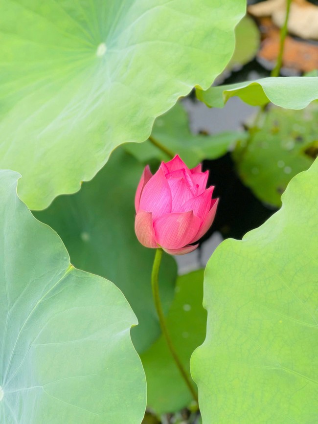 Chùa Đống Cao – Thanh Hóa: Khóa tu niệm Phật một ngày