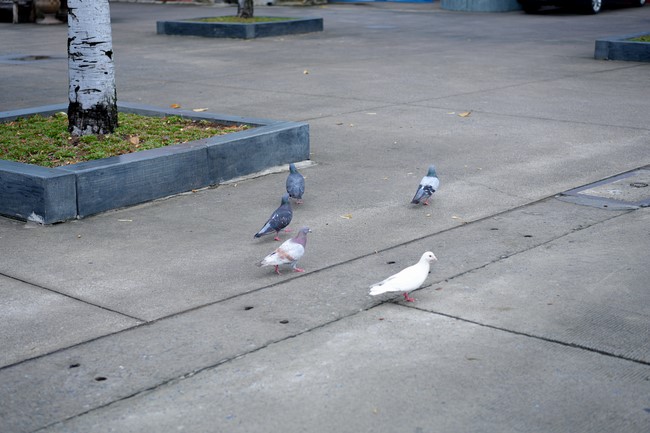 Chương trình cộng đồng “Thanh lọc thân tâm - Hướng dẫn phương pháp sống khỏe thuận tự nhiên
