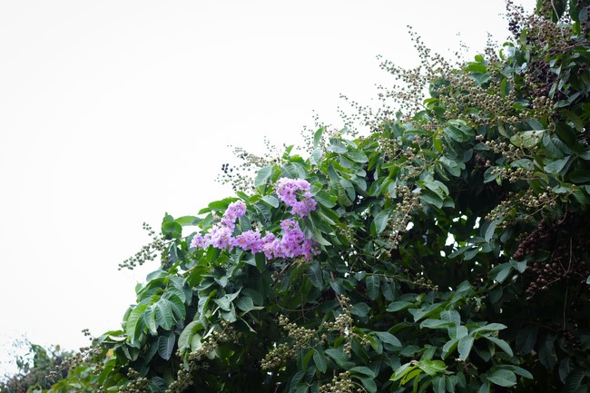 Chương trình cộng đồng “Thanh lọc thân tâm - Hướng dẫn phương pháp sống khỏe thuận tự nhiên