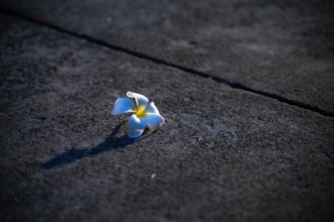 Lễ sám hối 29/04 Ất Tỵ