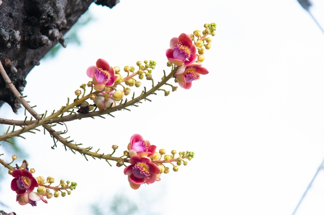 Khóa tu niệm Phật một ngày