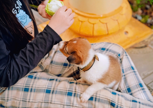 Buddha's Birthday Ceremony of Buddha Calendar 2569 - Solar calendar 2025 at Bao Quang Pagoda