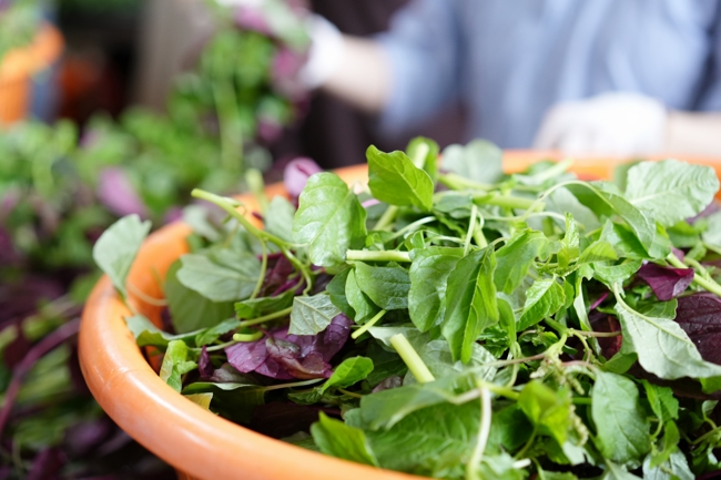 The 4th day of Summer Retreat 2025 “The Good Mind Youth”