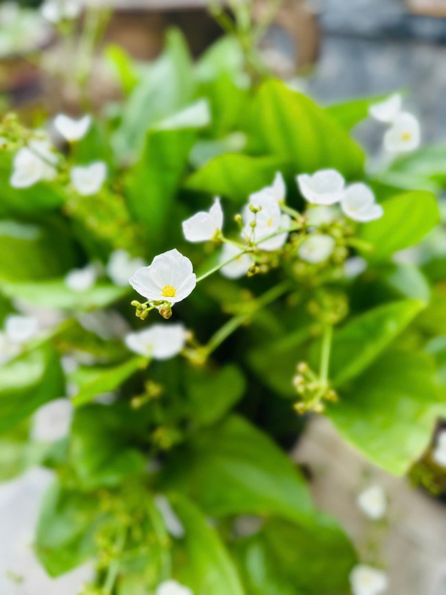 Offering to the rain-retreat schools in Thanh Hoa and Hoang Phap pagoda of Dong Cao Pagoda