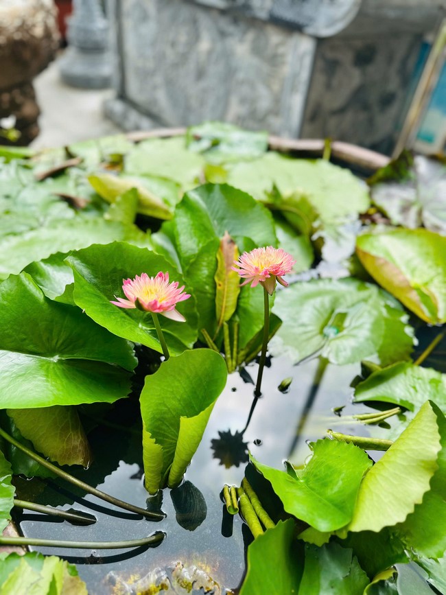 Offering to the rain-retreat schools in Thanh Hoa and Hoang Phap pagoda of Dong Cao Pagoda