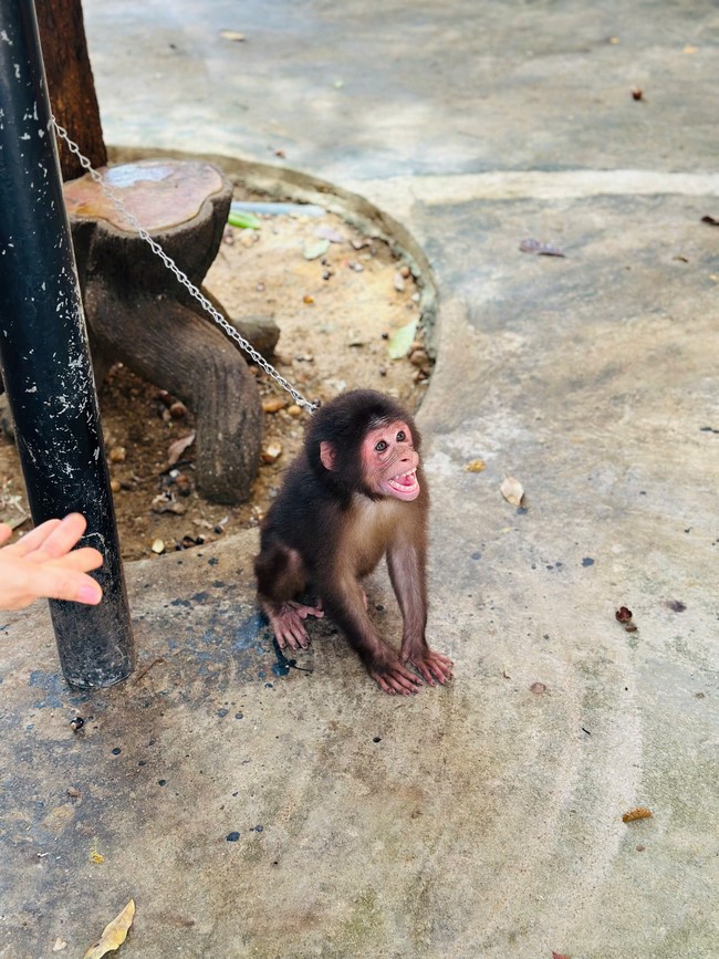 Offering to the rain-retreat schools in Thanh Hoa and Hoang Phap pagoda of Dong Cao Pagoda