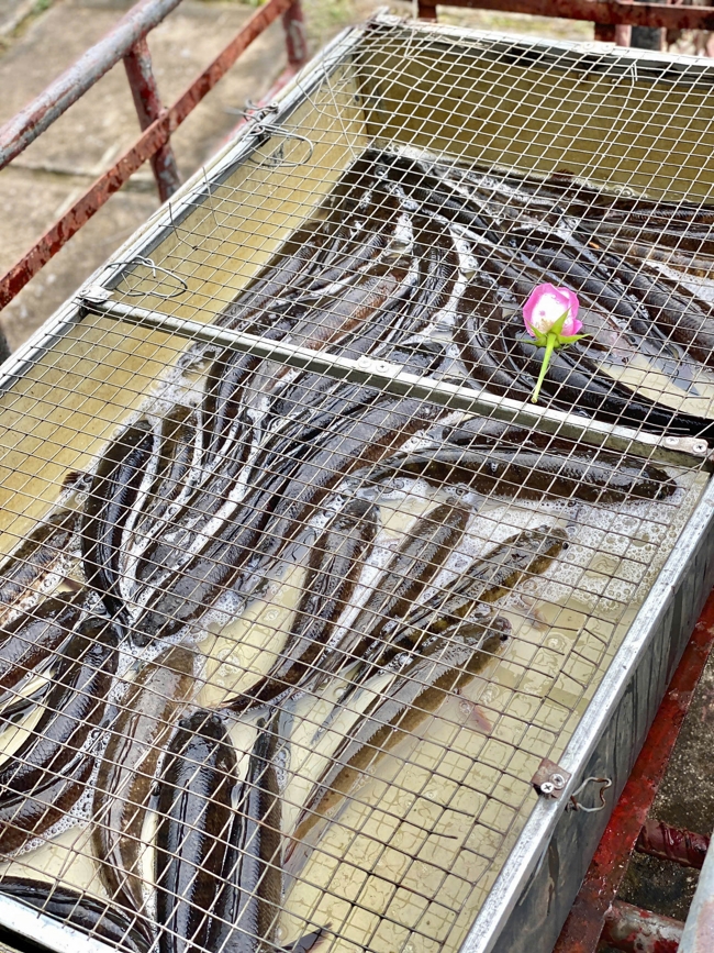 One - Day Practice at Dong Cao pagoda, Thanh Hoa