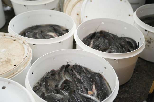 Phóng sinh tại bến phà Bình Mỹ