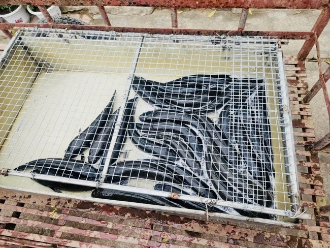 Chùa Đống Cao (Thanh Hóa) - Khoá tu cuối năm: Lễ tất niên và phát quà tết Bính Ngọ.