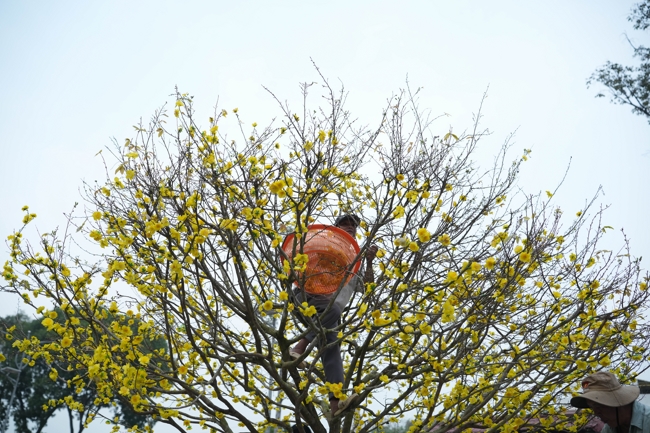 Công tác chuẩn bị đón Xuân Bính Ngọ 2026 (Phần 3)