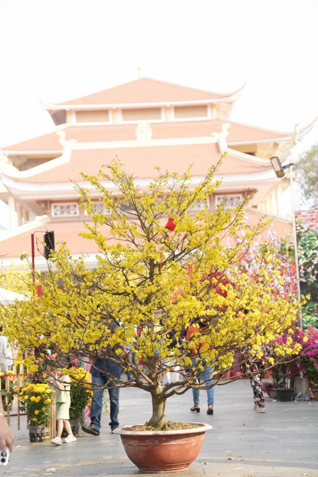 Tổng kết mùa Xuân Bính Ngọ 2026 | Chùa Hoằng Pháp