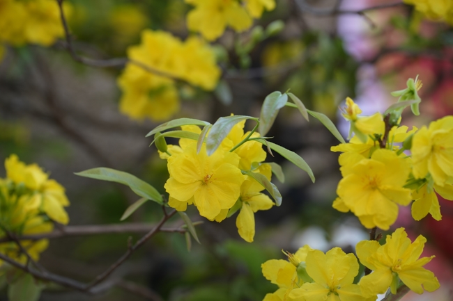 Tổng kết mùa Xuân Bính Ngọ 2026 | Chùa Hoằng Pháp