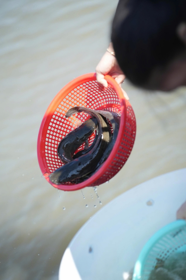 Phóng sinh tại bến phà Bình Mỹ