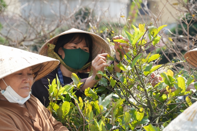Công tác chuẩn bị đón xuân Bính Ngọ 2026 (Phần 1).