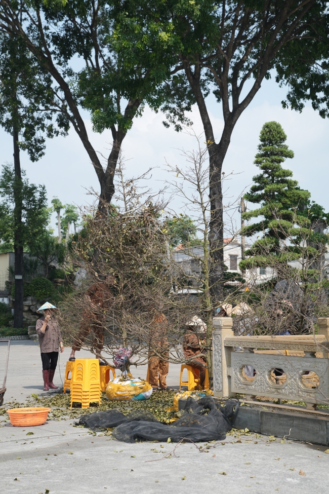 Công tác chuẩn bị đón xuân Bính Ngọ 2026 (Phần 1).