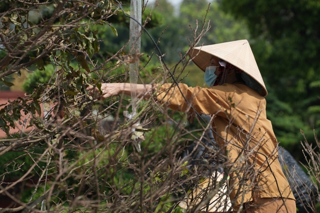 Công tác chuẩn bị đón xuân Bính Ngọ 2026 (Phần 1).