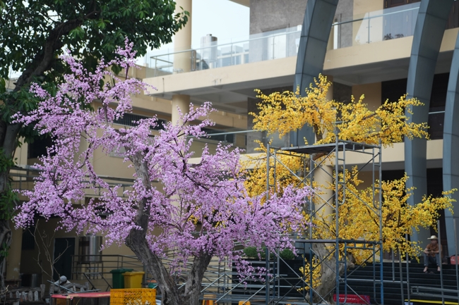 Công tác chuẩn bị đón xuân Bính Ngọ 2026 (Phần 1).