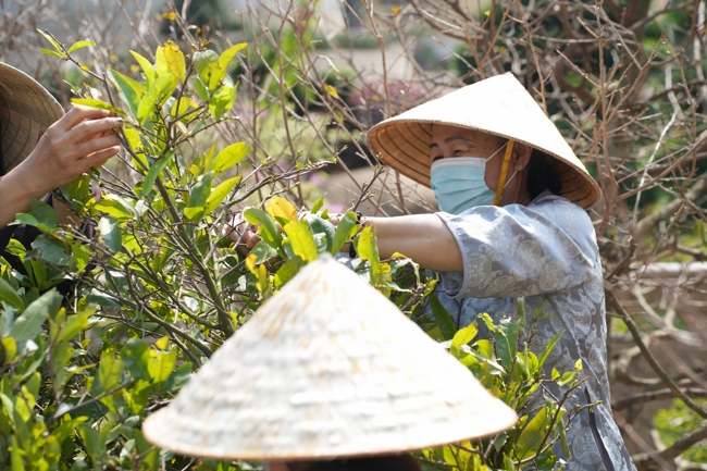 Công tác chuẩn bị đón xuân Bính Ngọ 2026 (Phần 1).